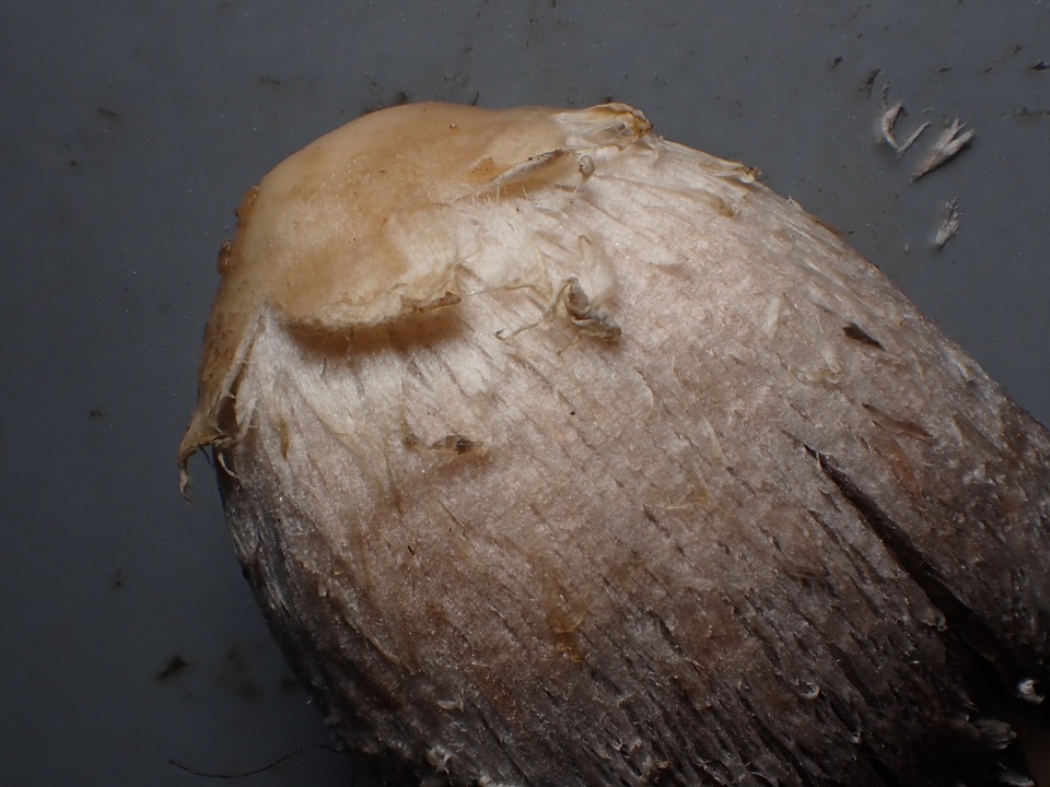 Coprinus palmeranus image