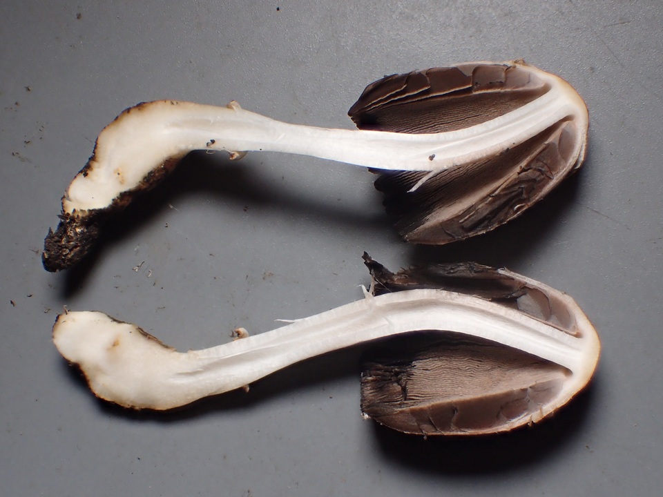 Coprinus palmeranus image