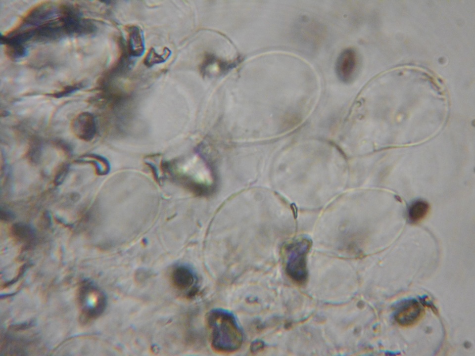 Coprinus palmeranus image