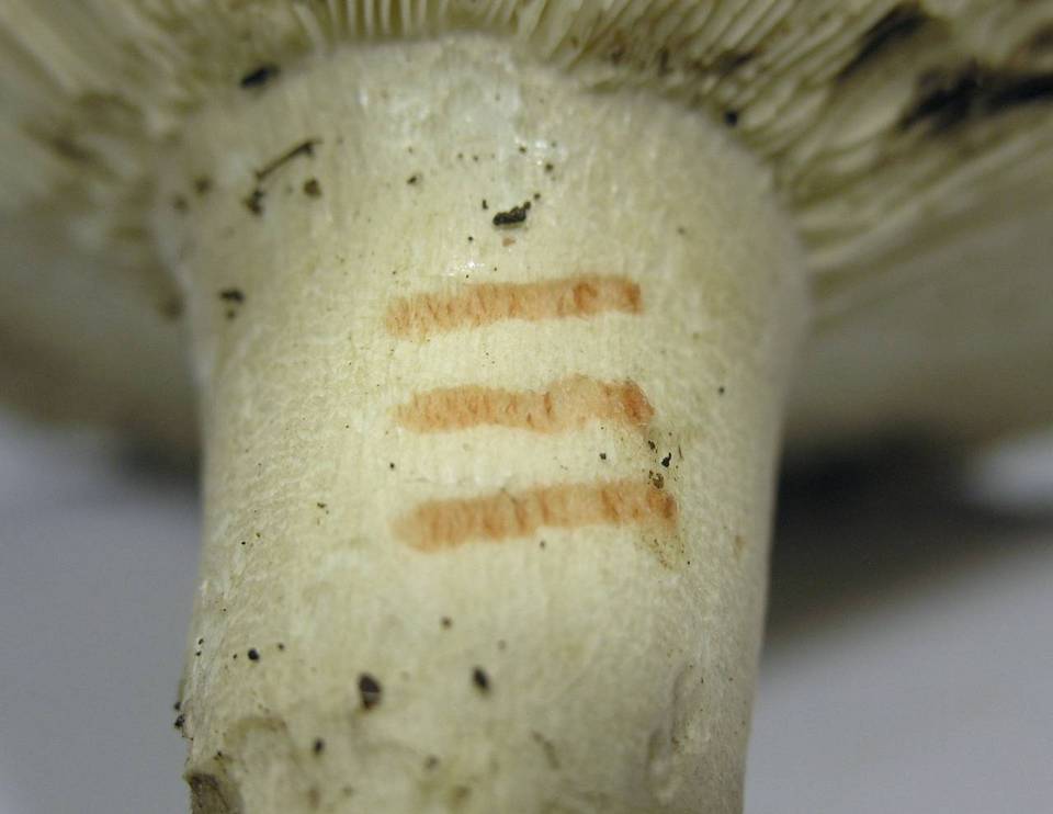 Russula acrifolia image