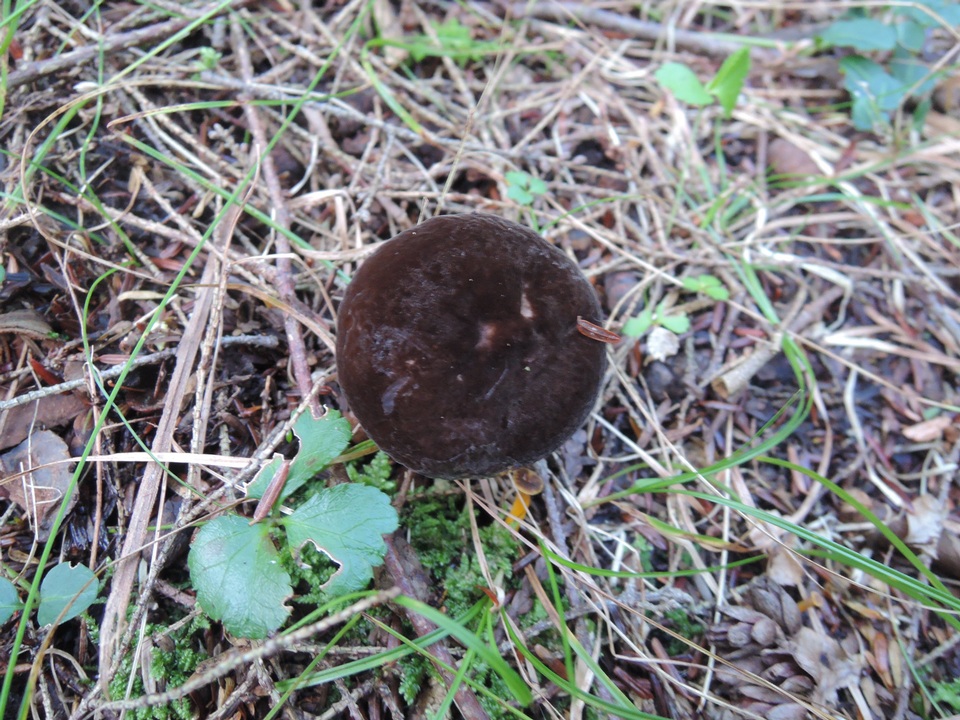 Lactarius lignyotus var. nigroviolascens image