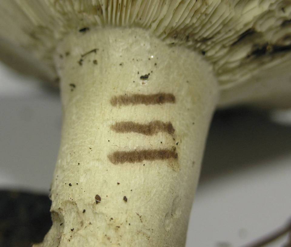 Russula acrifolia image