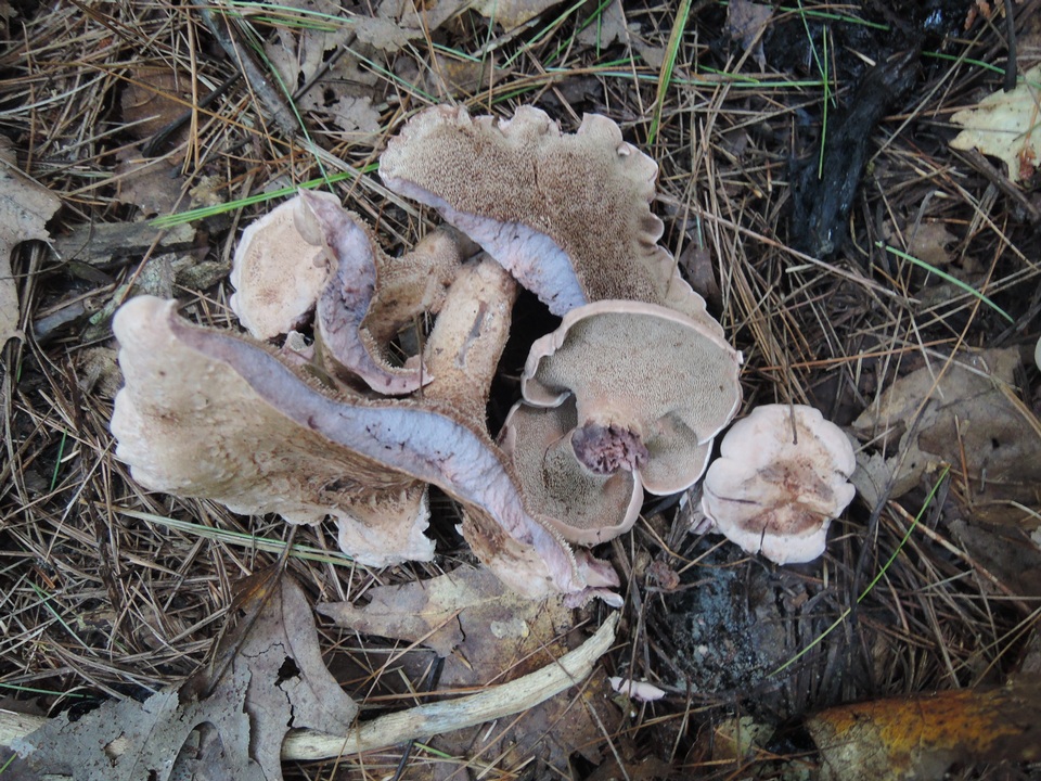 Sarcodon joeides image