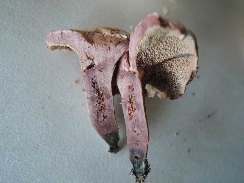 Sarcodon joeides image