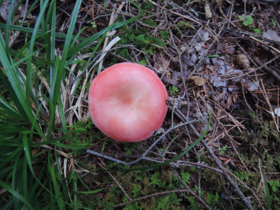 Russula hydrophila image