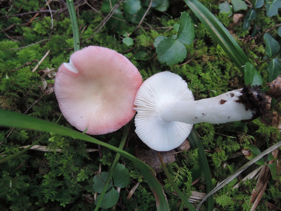 Russula hydrophila image