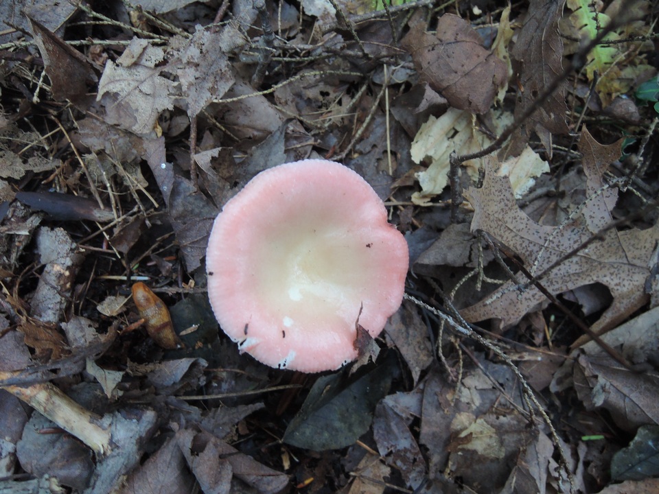 Russula hydrophila image
