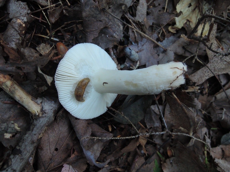 Russula hydrophila image