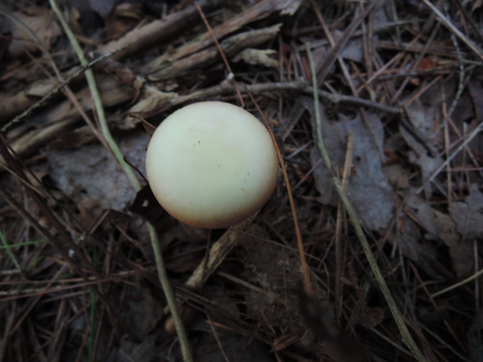 Russula hydrophila image