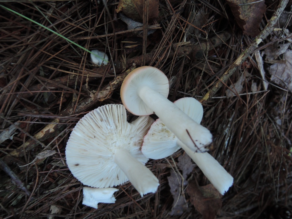 Russula hydrophila image
