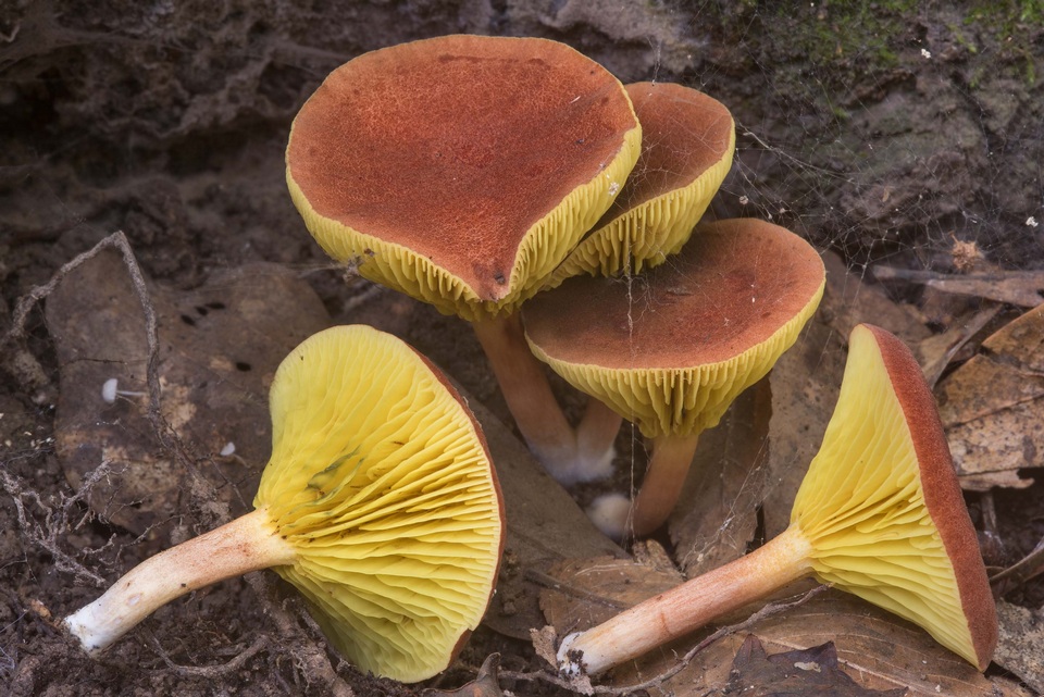 Phylloporus foliiporus image