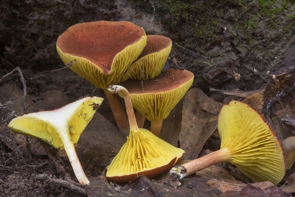 Phylloporus foliiporus image