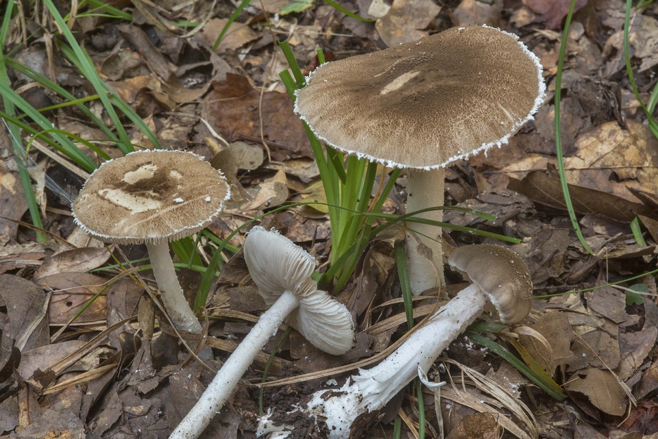 Amanita cinereconia image