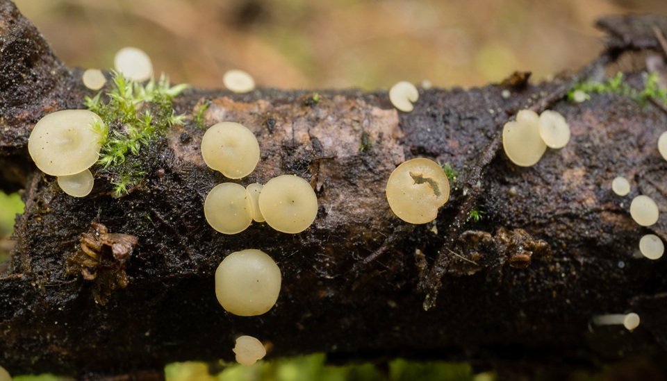 Neocudoniella albiceps image