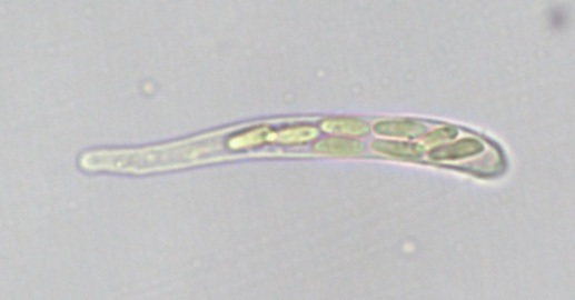 Neocudoniella albiceps image