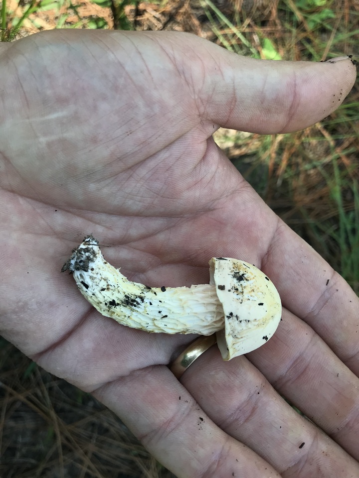 Austroboletus subflavidus image