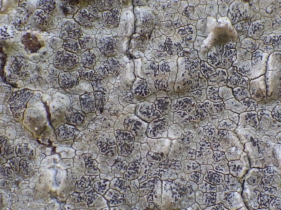Enterographa crassa image