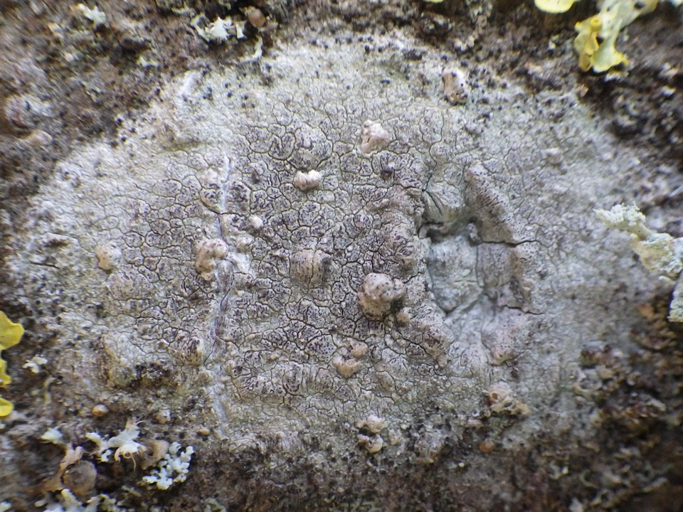 Enterographa crassa image