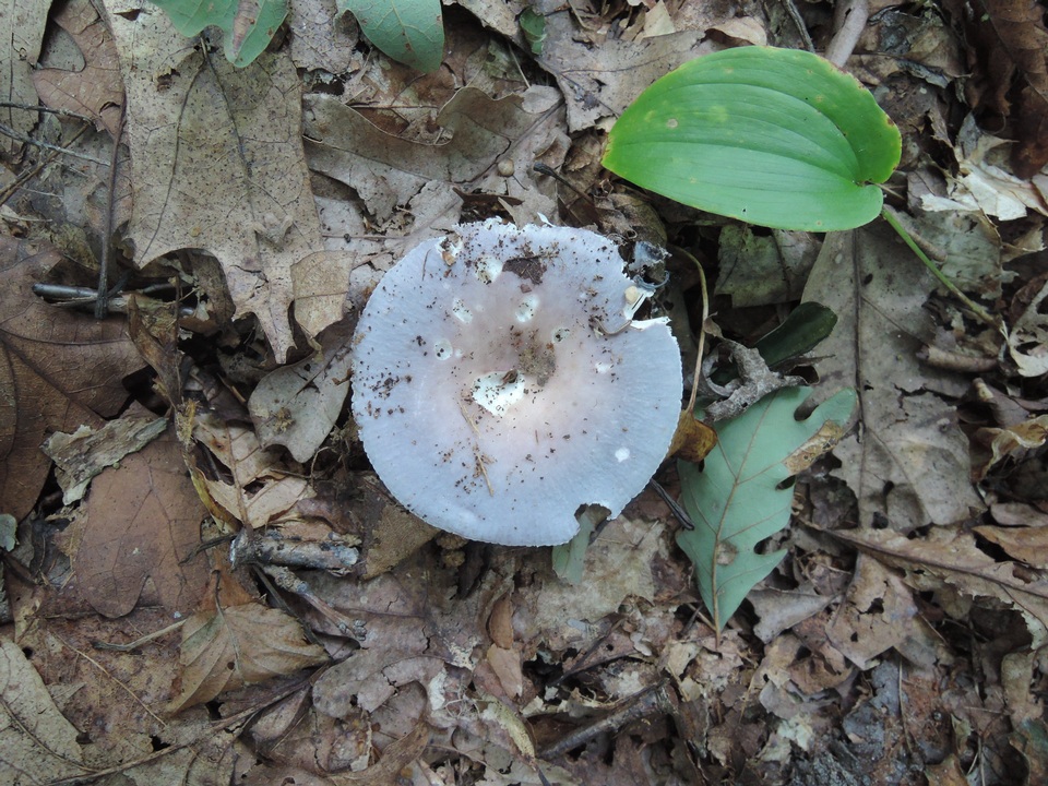 Russula ornaticeps image