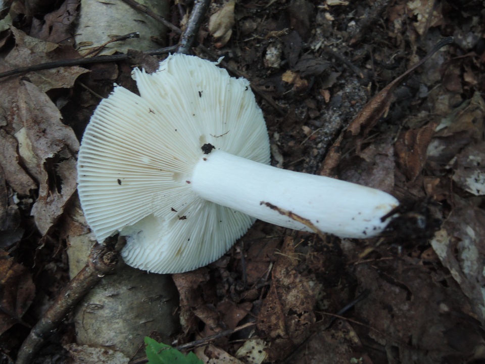 Russula ornaticeps image