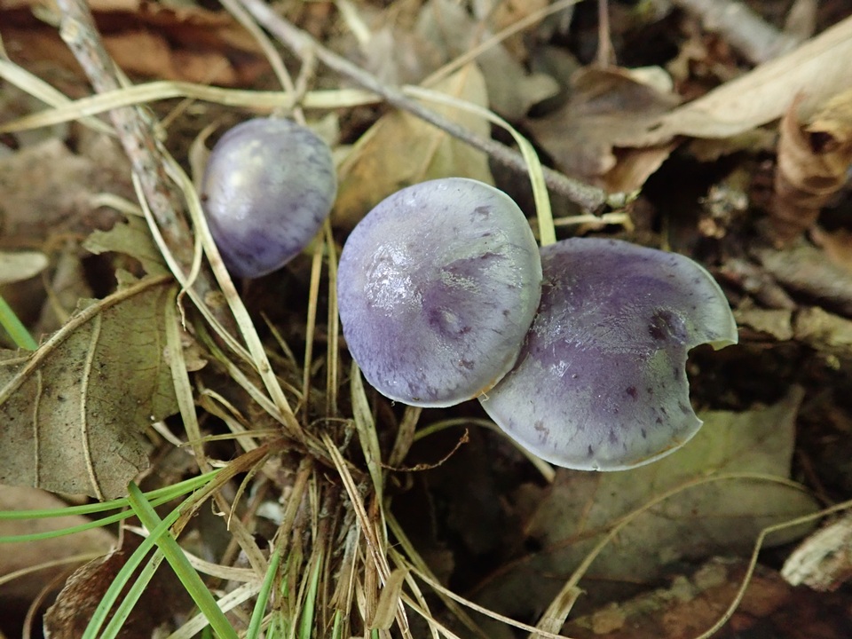 Cortinarius iodeoides image