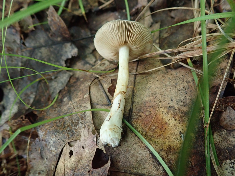 Cortinarius iodeoides image