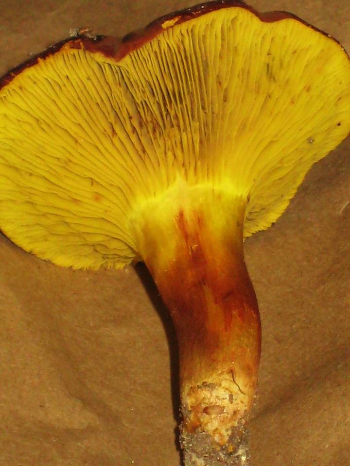 Phylloporus rhodoxanthus subsp. americanus image
