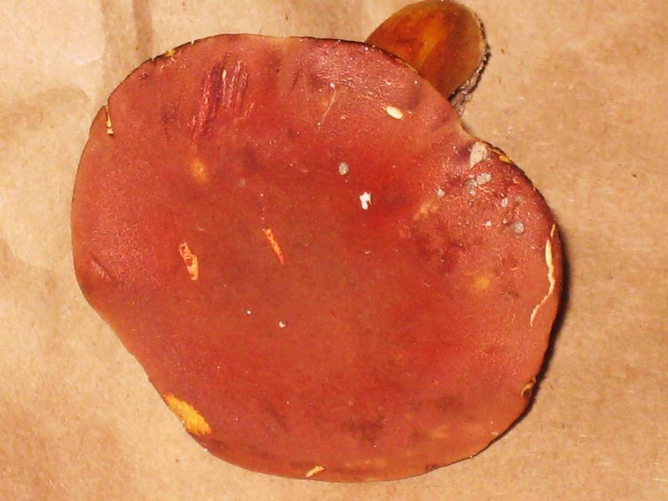Phylloporus rhodoxanthus subsp. americanus image