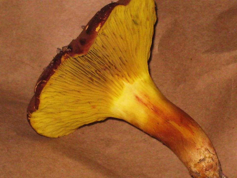 Phylloporus rhodoxanthus subsp. americanus image