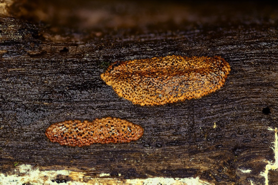 Hypoxylon crocopeplum image