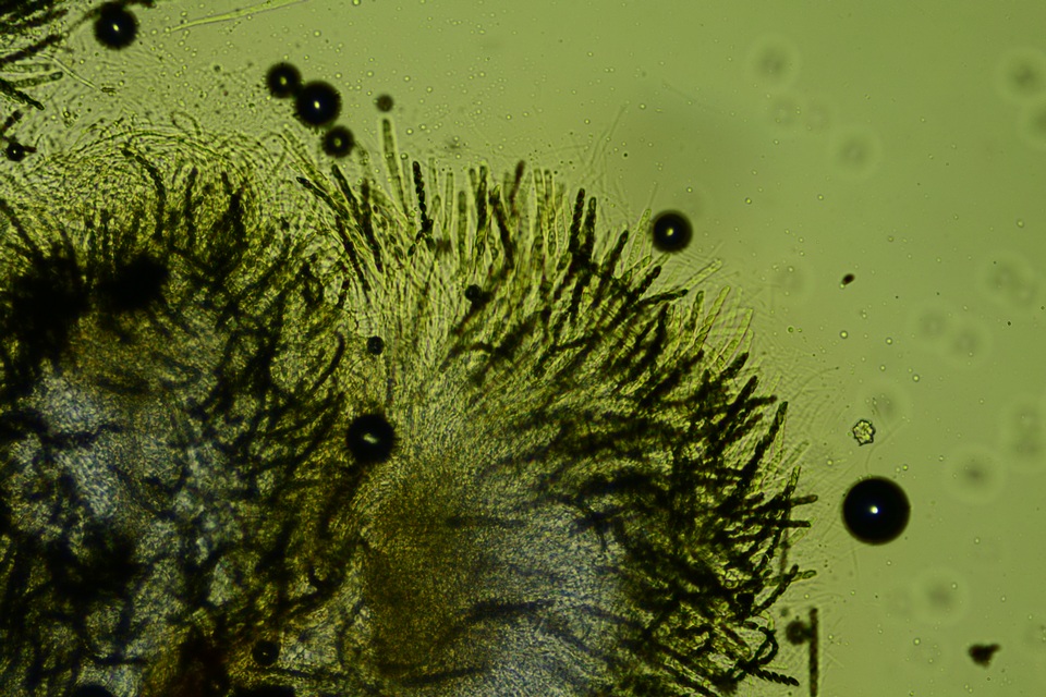 Hypoxylon crocopeplum image