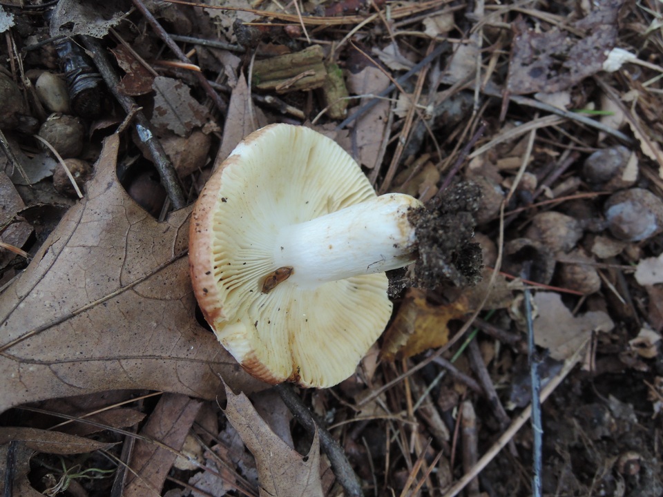 Russula maculata image