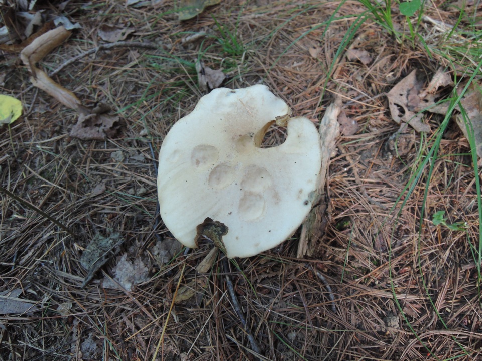 Leccinum insolens var. brunneomaculatum image