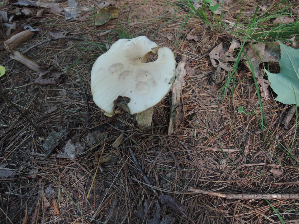 Leccinum insolens var. brunneomaculatum image