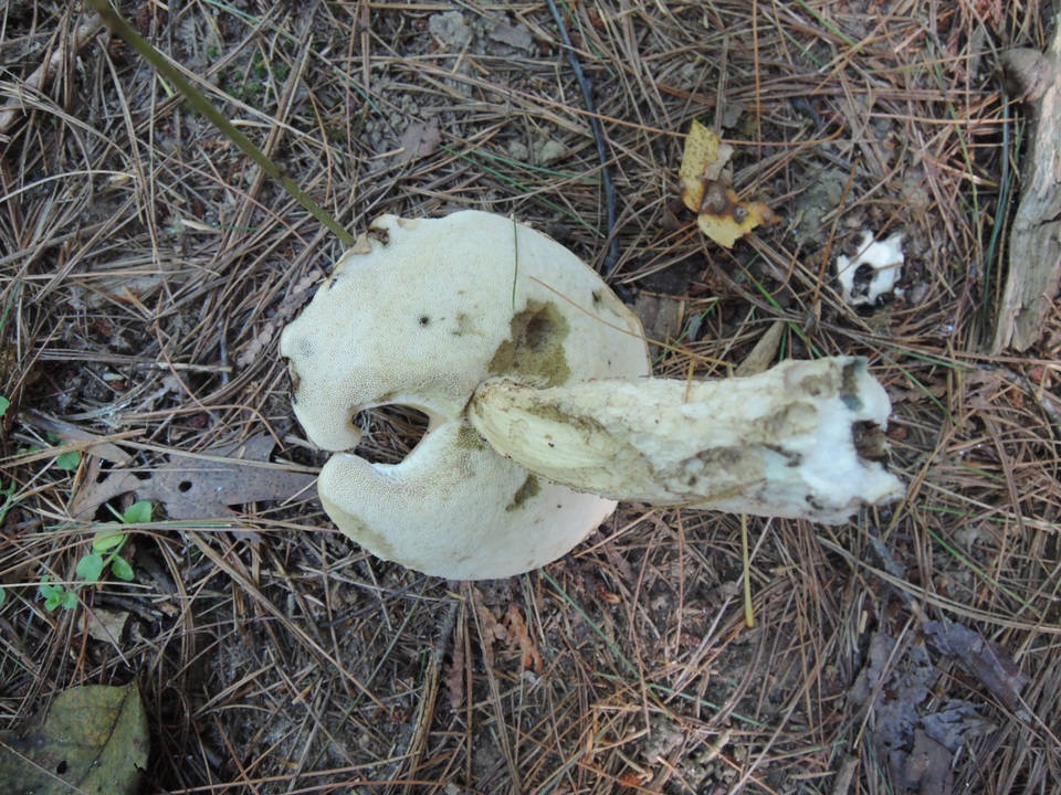 Leccinum insolens var. brunneomaculatum image