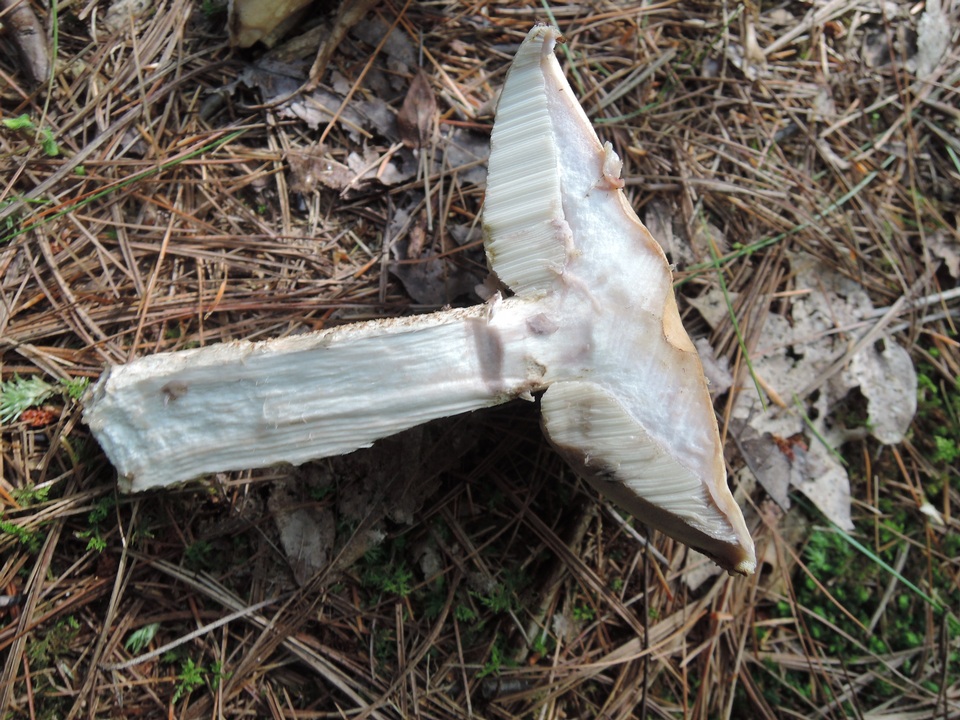 Leccinum insolens var. brunneomaculatum image