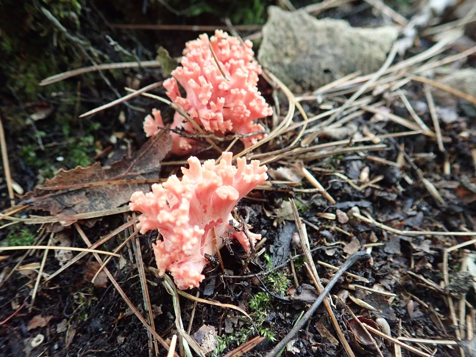 Ramaria subbotrytis image