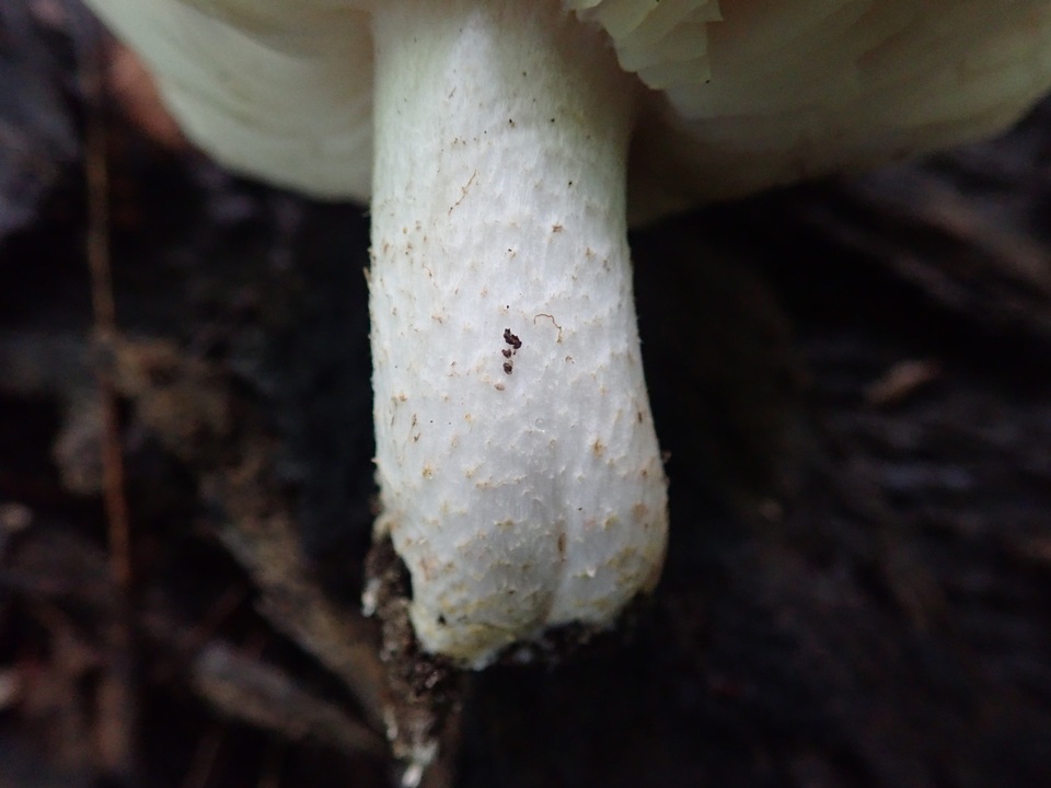 Tricholoma venenatum image