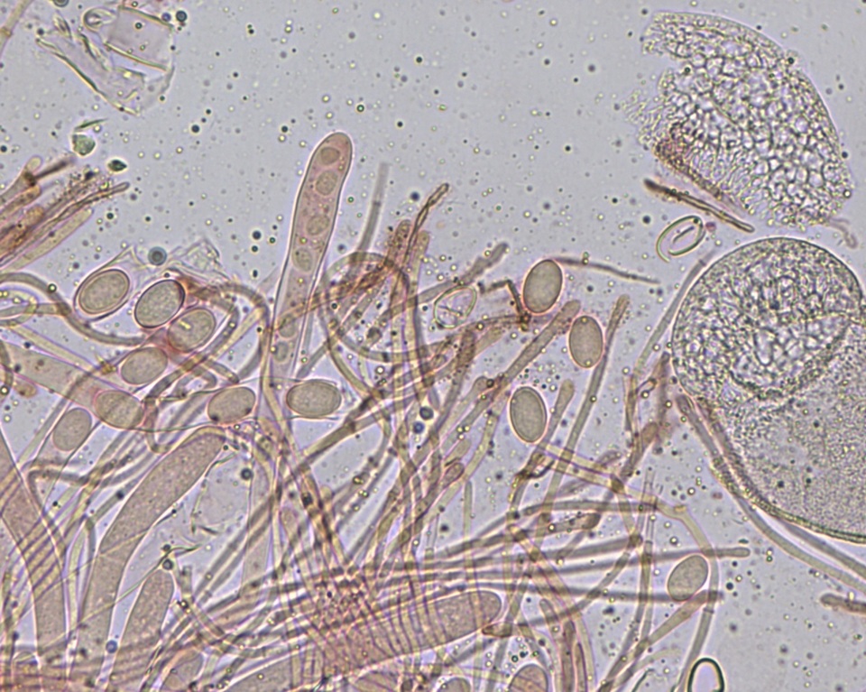 Peziza ripensis image