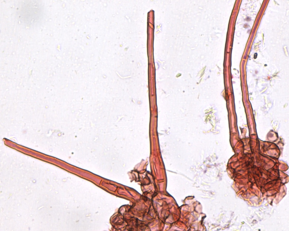 Peziza ripensis image
