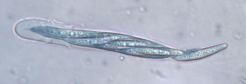 Enterographa crassa image
