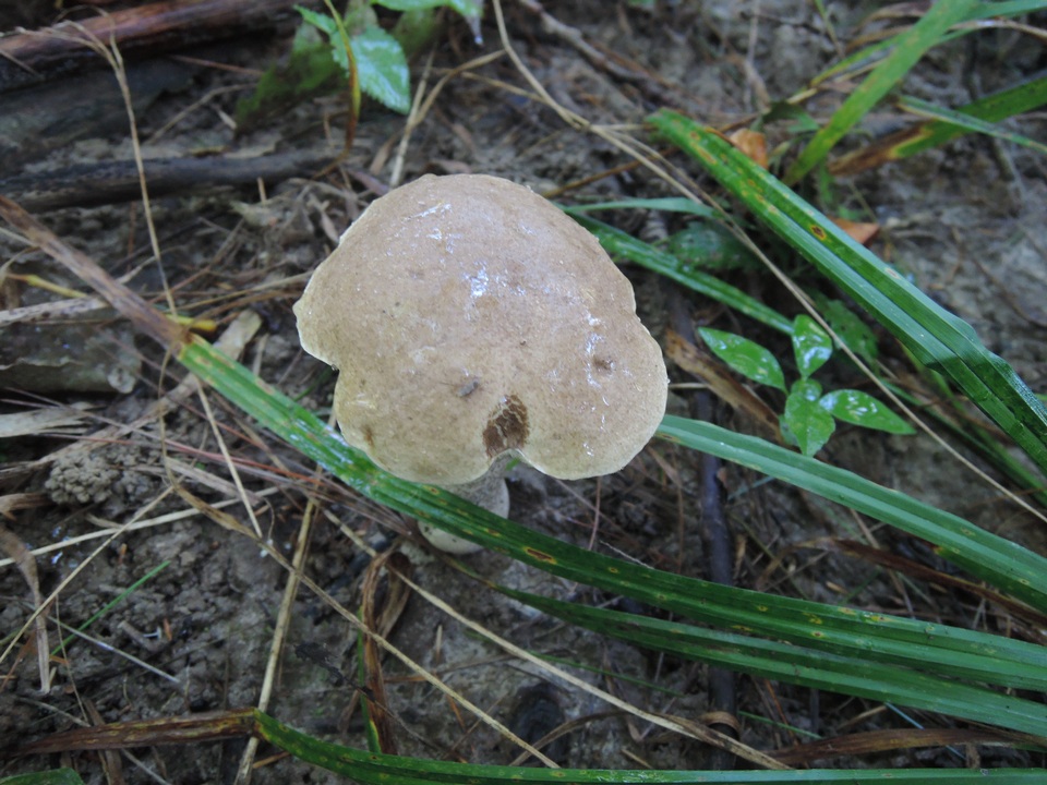 Leccinum subleucophaeum image