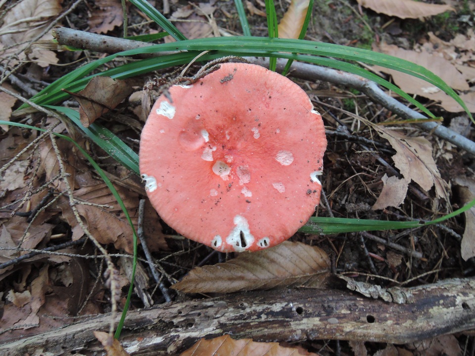 Russula tenuiceps image
