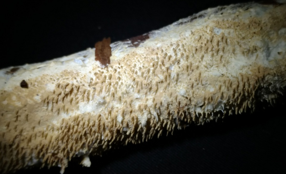 Hydnocristella image