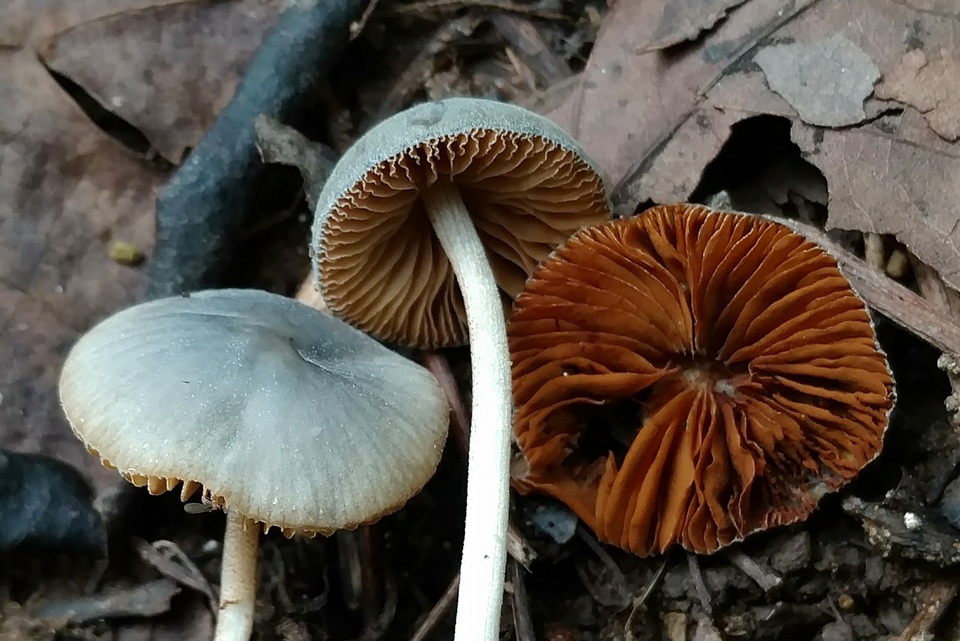 Conocybe aeruginosa image