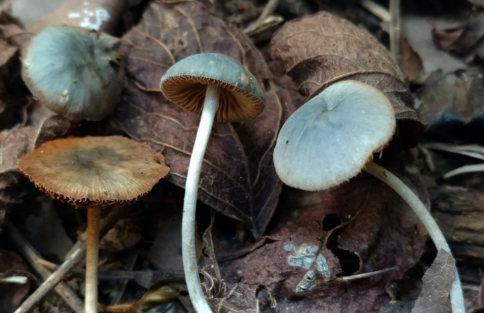 Conocybe aeruginosa image