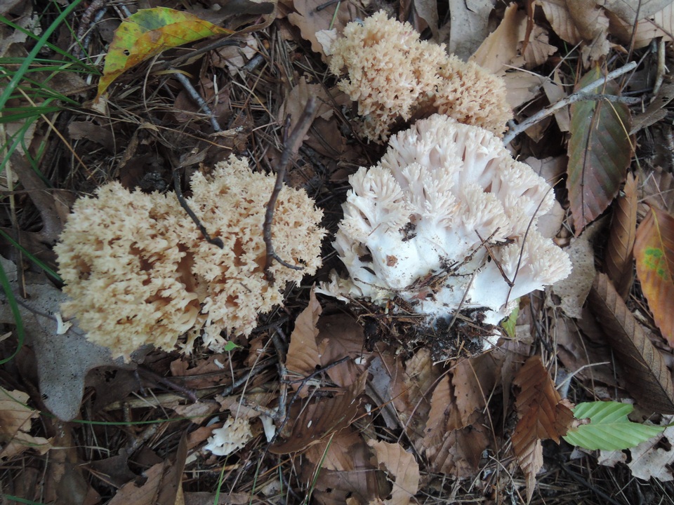 Ramaria caulifloriformis image