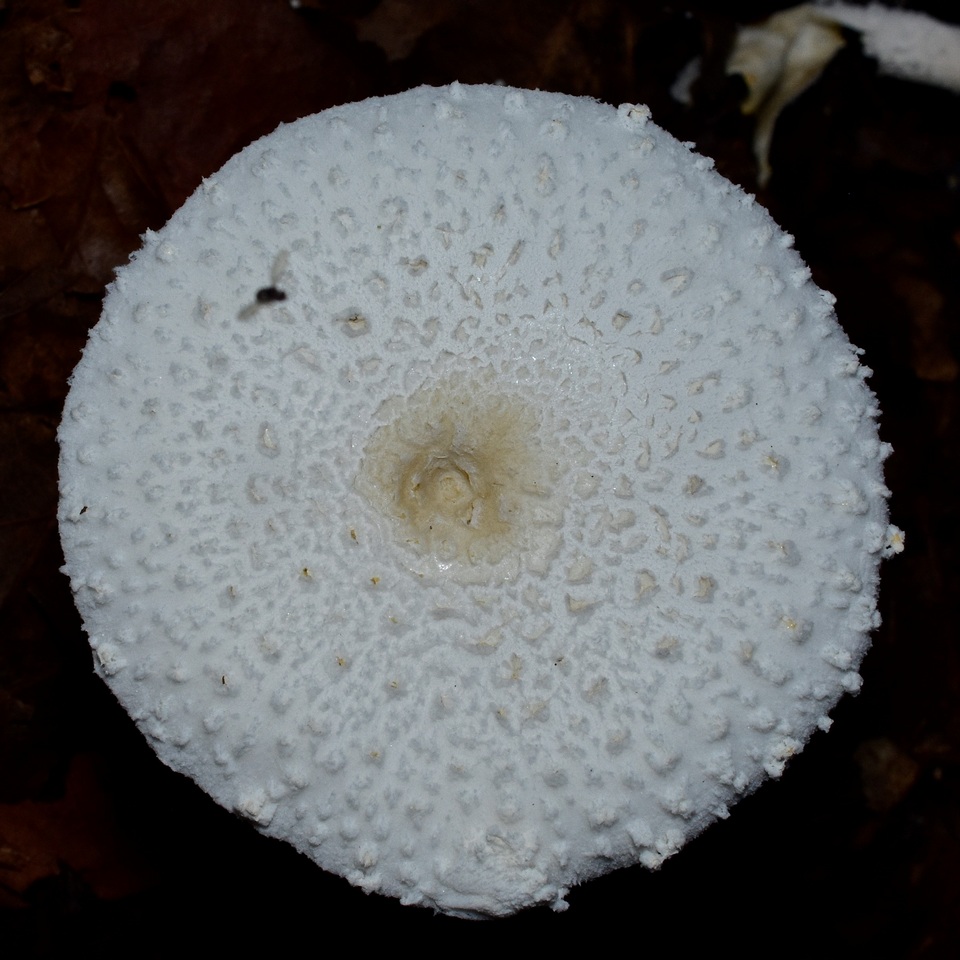 Leucocoprinus cretaceus image