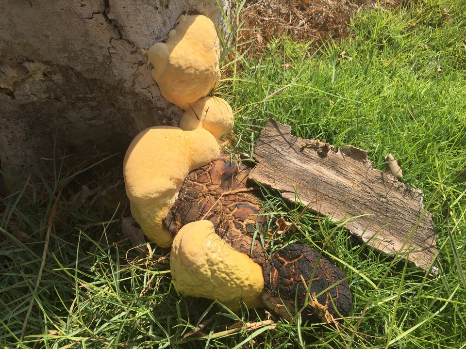 Ganoderma colossus image