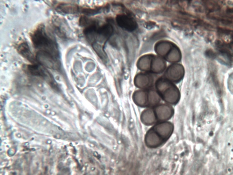 Buellia maritima image